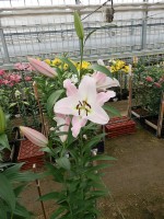 [4137 Jura No01.JPG]